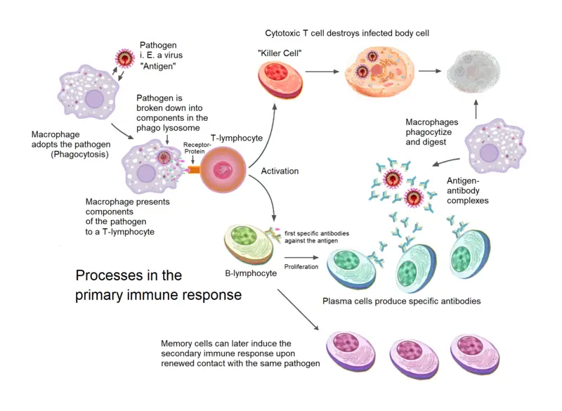 Cell Mediated Immunity CMI T Cell Types And Functions Microbe Online