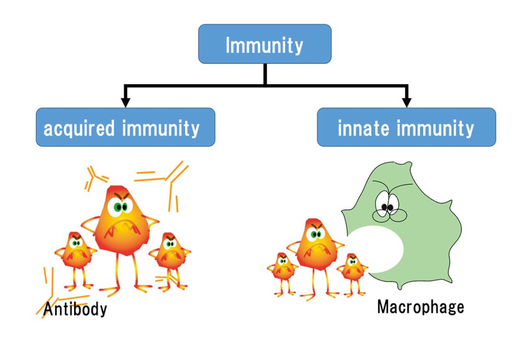 Cell Mediated Immunity Flow Chart My XXX Hot Girl