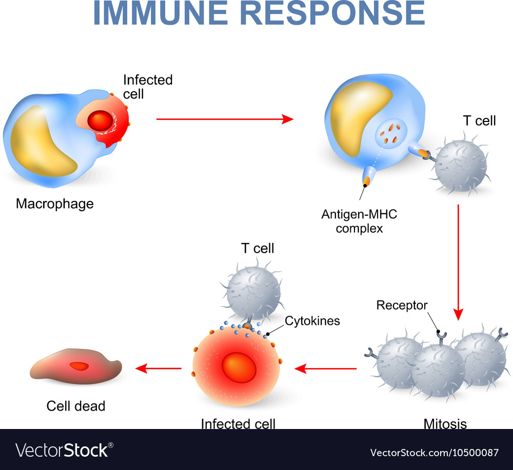 Cell mediated Immunity Royalty Free Vector Image