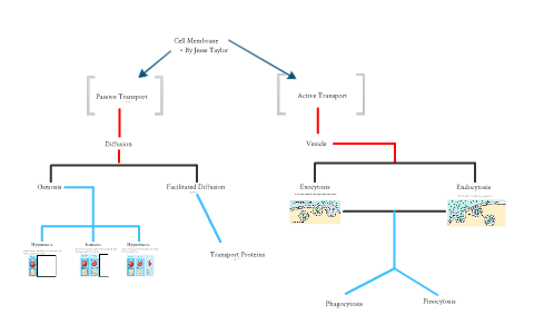 Cell Membrane Flow Chart By Jesse Taylor On Prezi