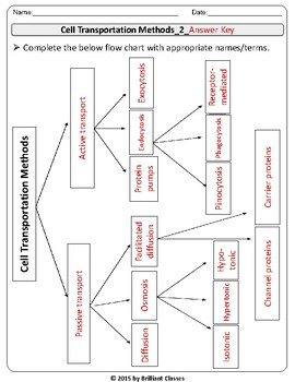 Cell Membrane Labeling Diagram Transportation Flow Chart And Summary
