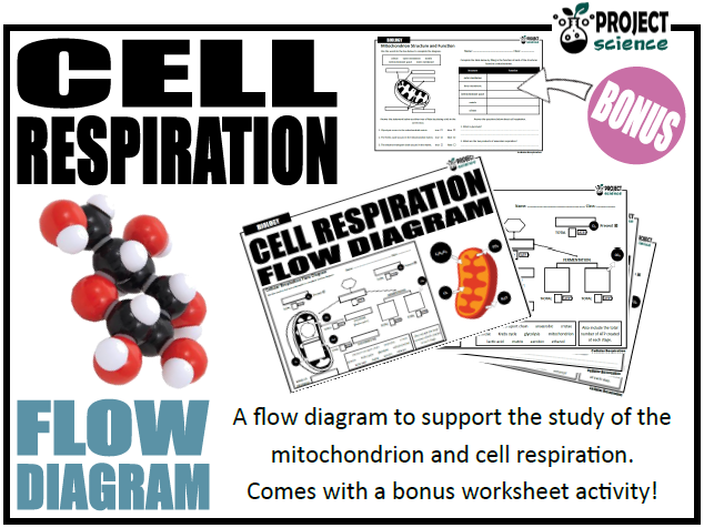 Cell Respiration Flow Chart