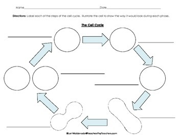 Cells Cell Cycle Flow Chart By Lori Maldonado TpT