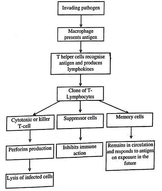 Cellular Cell Mediated T Cell Immunity