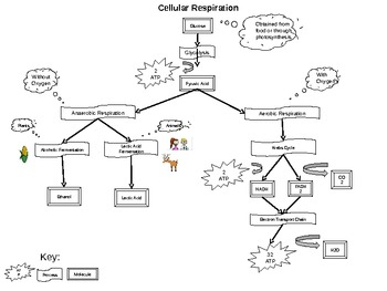 Cellular Respiration Flow Chart Activity By Kristi Hancock TpT
