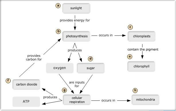Cellular Respiration Flow Chart Answers