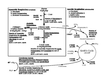 Cellular Respiration Flow Chart By Curtis Lynch TpT