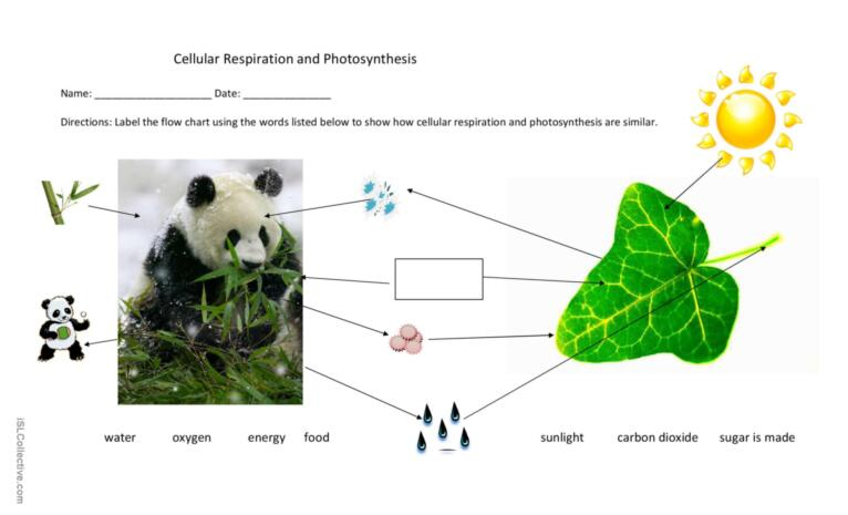 Cellular Respiration Flow Chart Worksheet Worksheets For Kindergarten