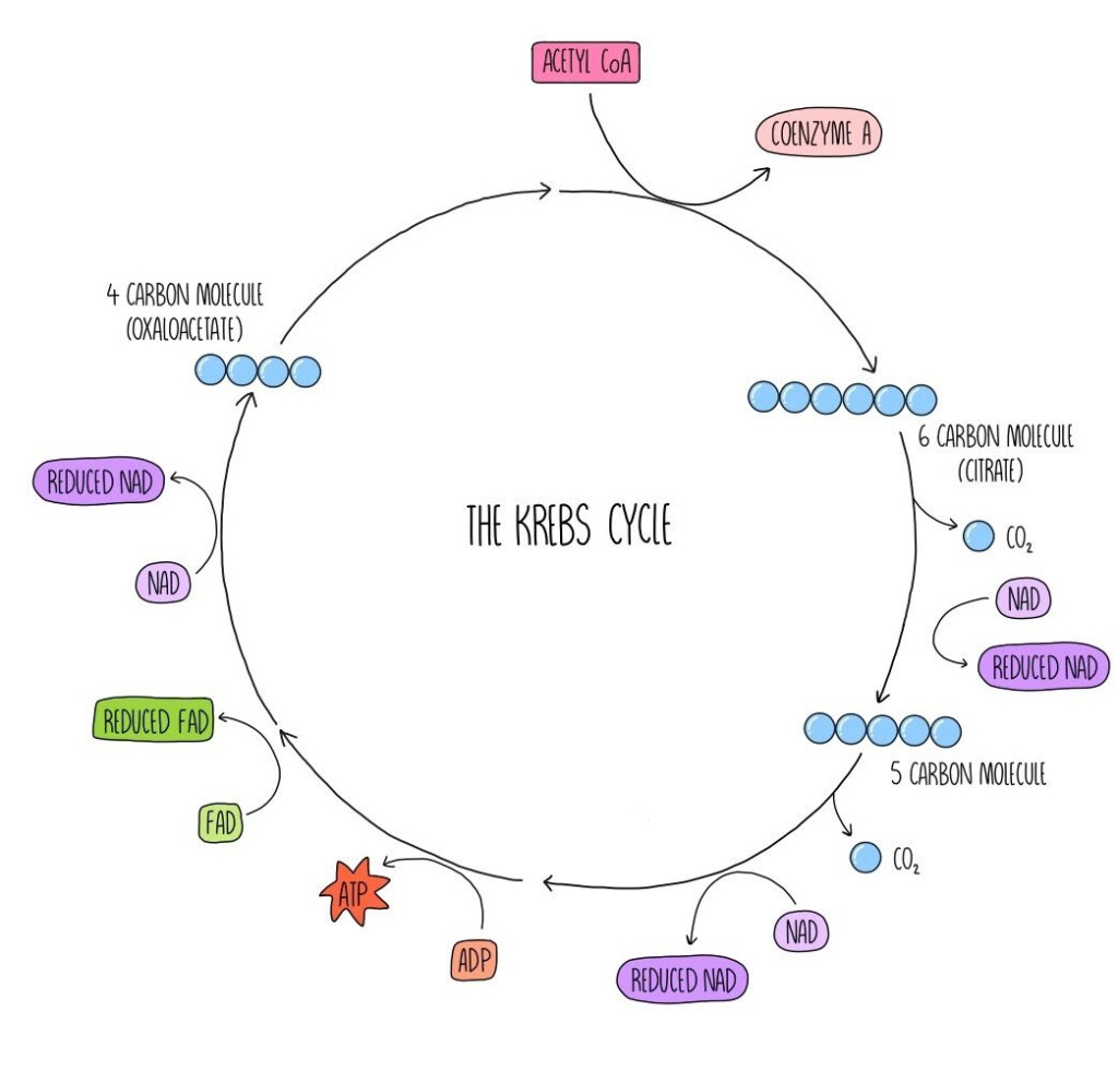Cellular Respiration Flow Chart Worksheet Worksheets For Kindergarten