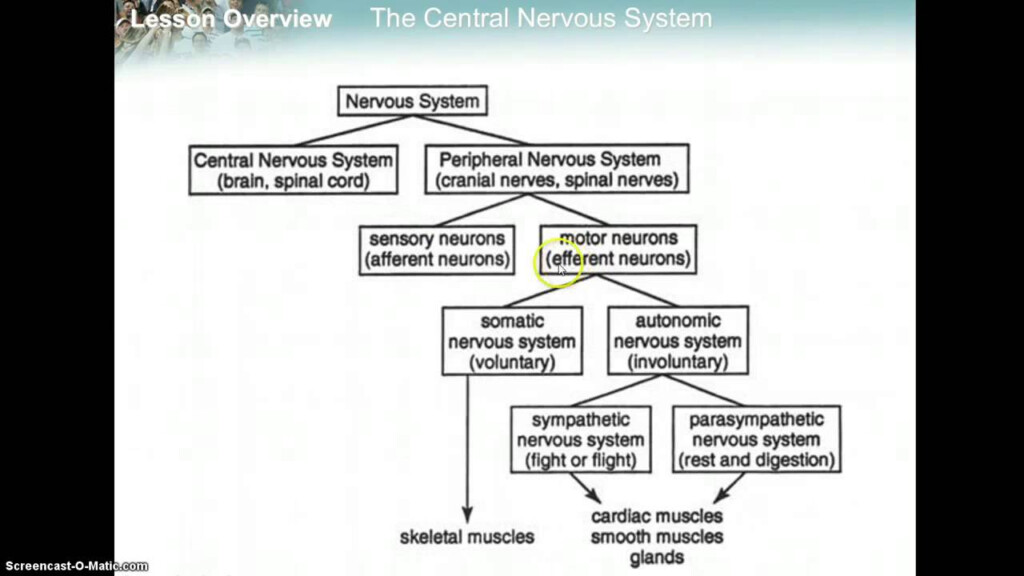 Central Nervous System Flow Chart