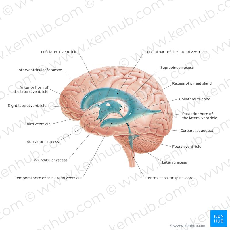 Cerebrospinal Fluid Flow Chart A Visual Reference Of Charts Chart Master