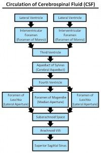 Cerebrospinal Fluid Flow Chart A Visual Reference Of Charts Chart Master
