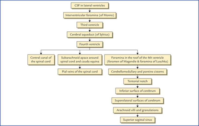 Cerebrospinal Fluid Flow Chart