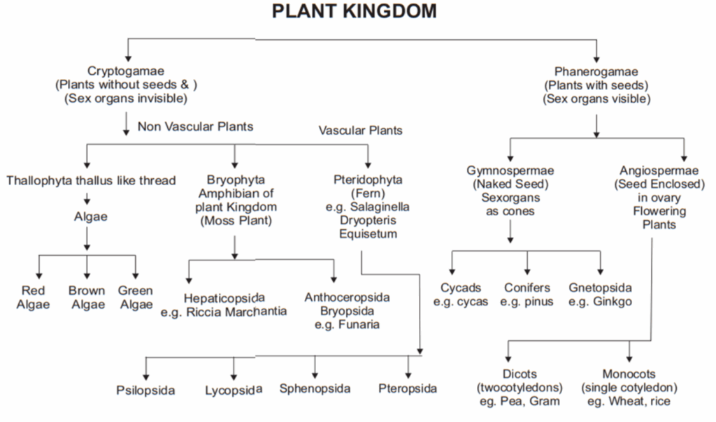 Chapter 3 PLANT KINGDOM Class 11 BIOLOGY Ncert Solutions