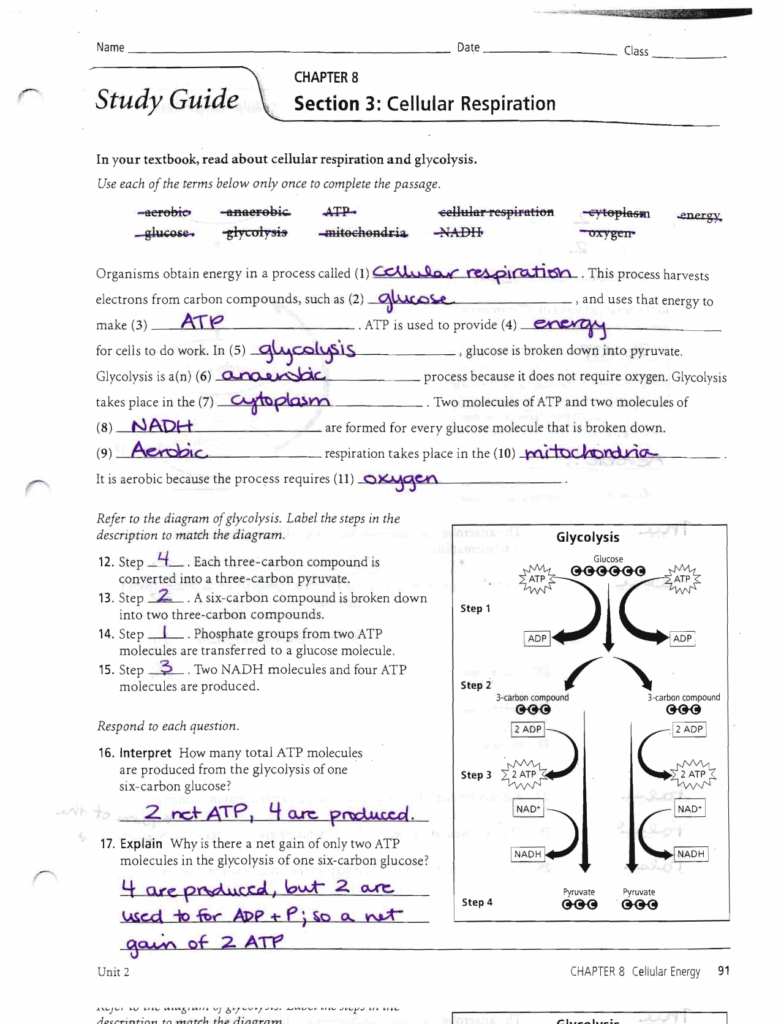 Chapter 8 Photosynthesis Graphic Organizer Flow Chart Answers A Visual 