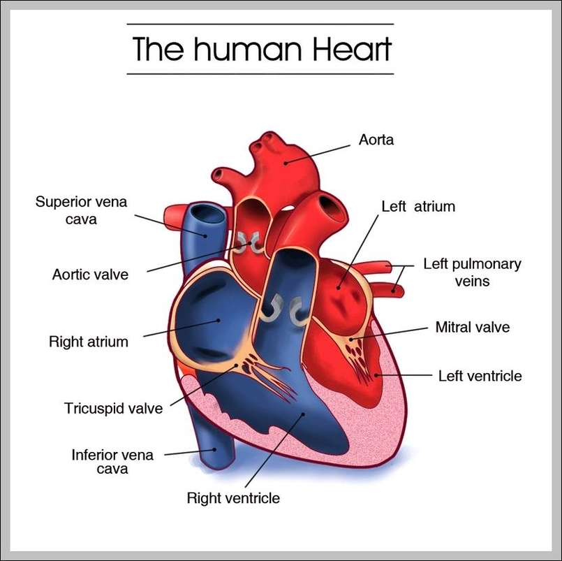 Chart Cardiovascular System Cardiovascular System Car Vrogue co