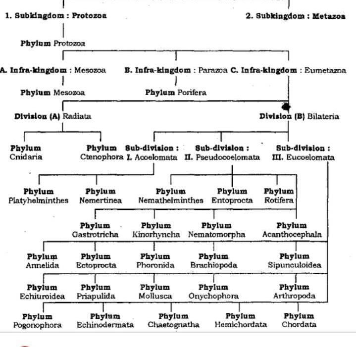Chart Flow On Animal Kingdom EduRev NEET Question