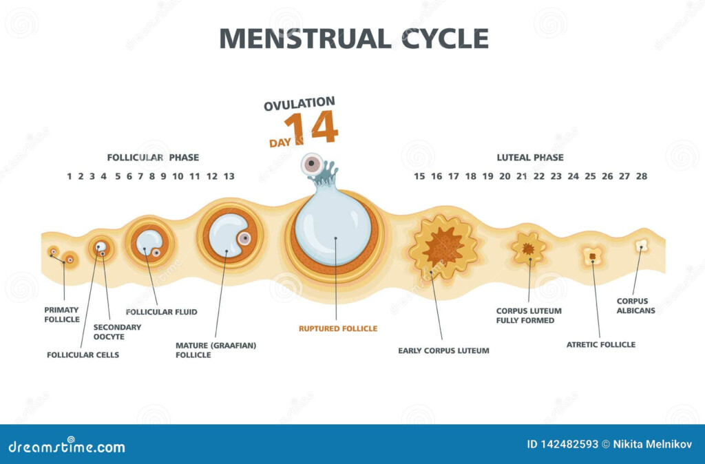Chart Of Menstrual Cycle And Ovulation