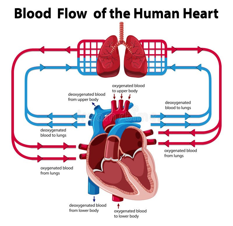 Chart Showing Blood Flow Of Human Heart Stock Vector Illustration Of 