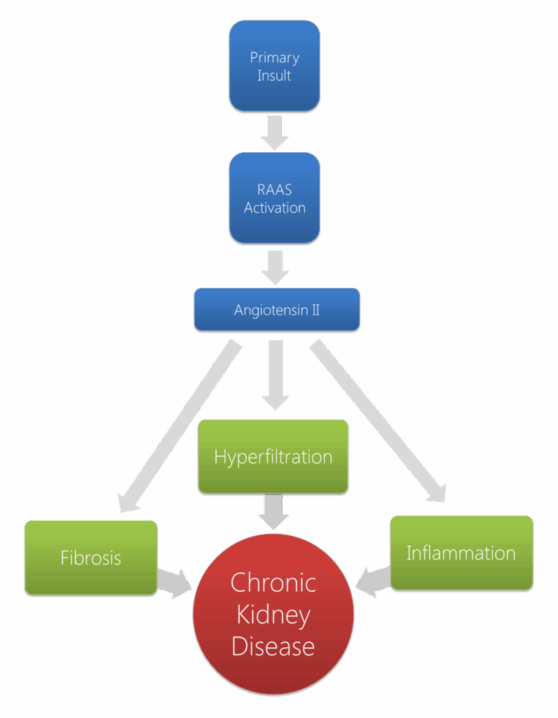 Chronic Renal Failure Pathophysiology Wikidoc