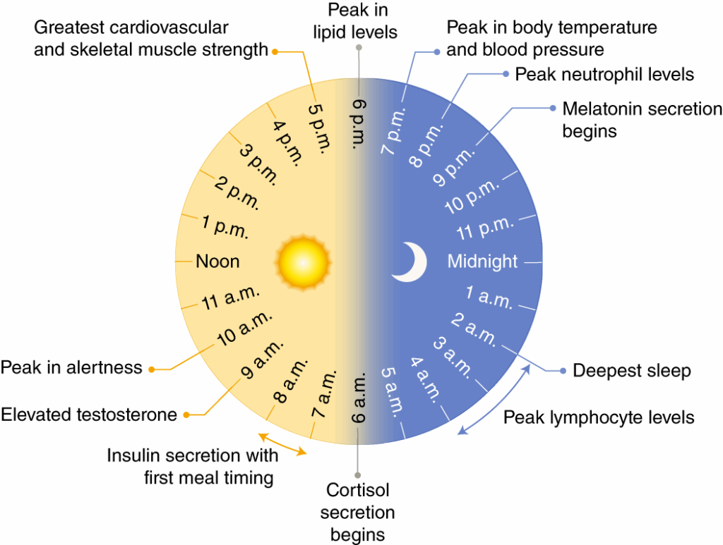 Circadian Rhythm Organ Chart