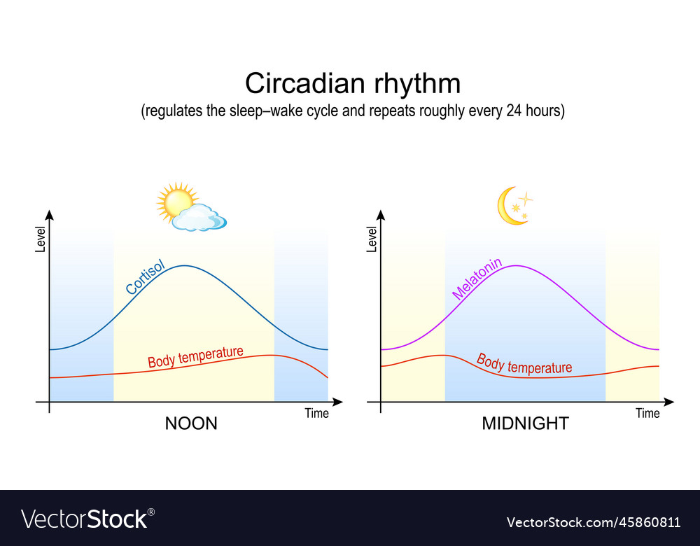 Circadian Rhythm Organ Chart