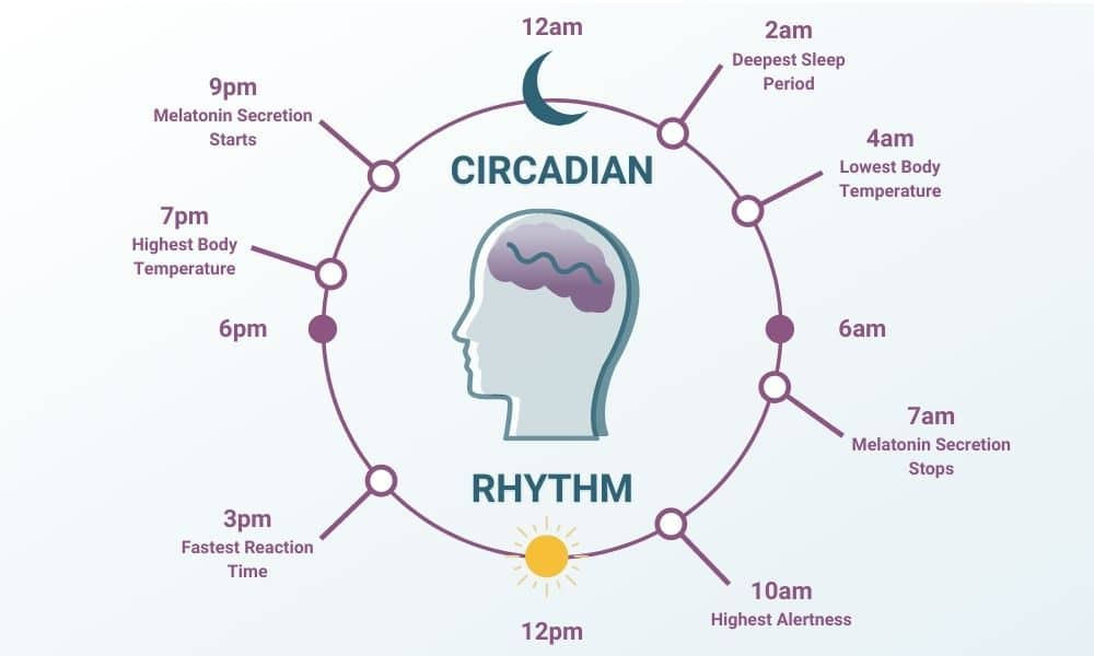 Circadian Rhythm Types