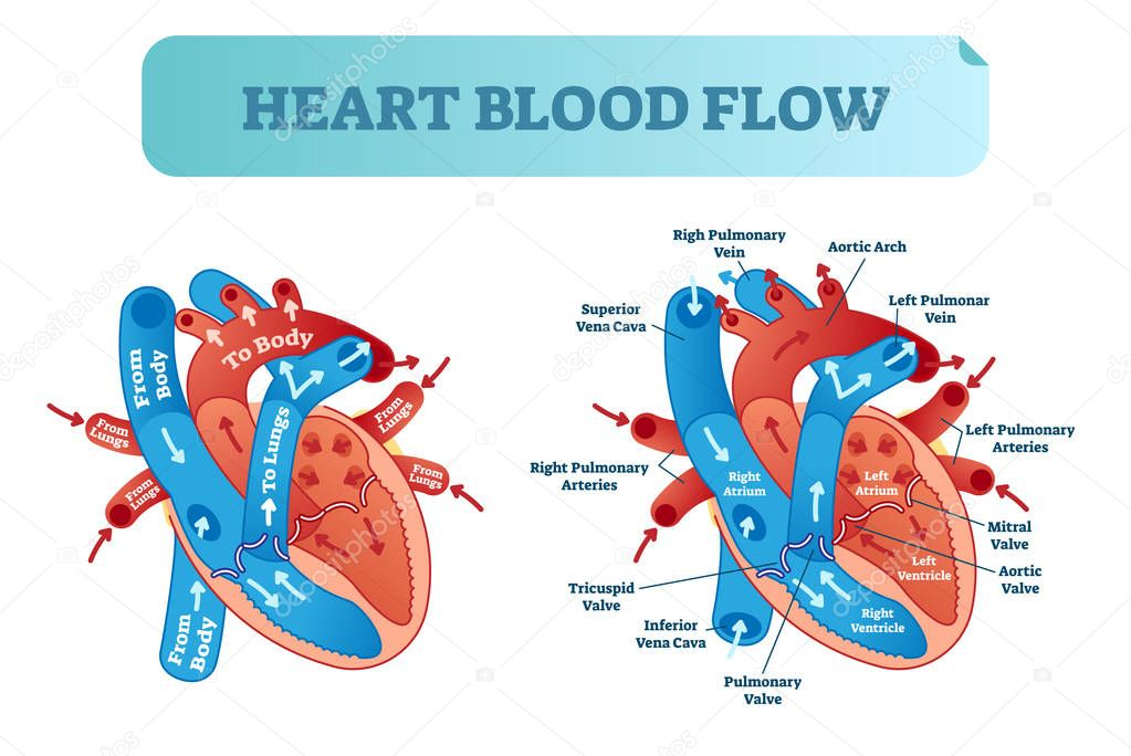 Circulation Flow Chart