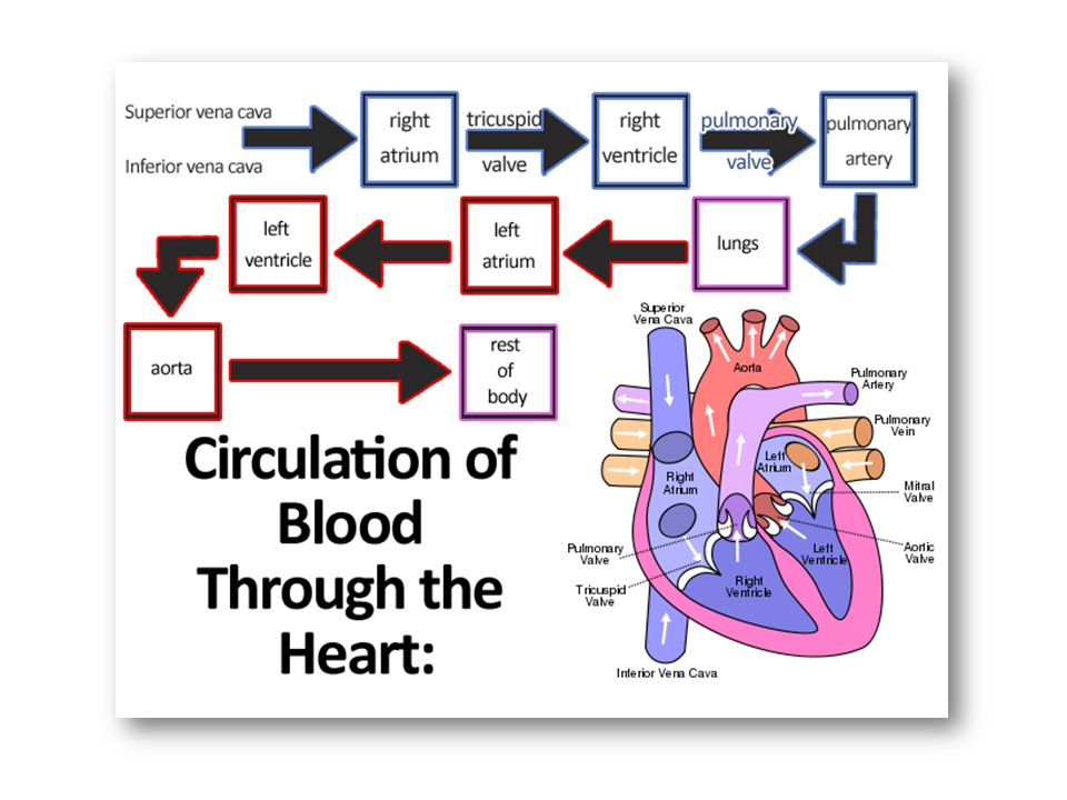 Circulation Of Blood Flow Chart
