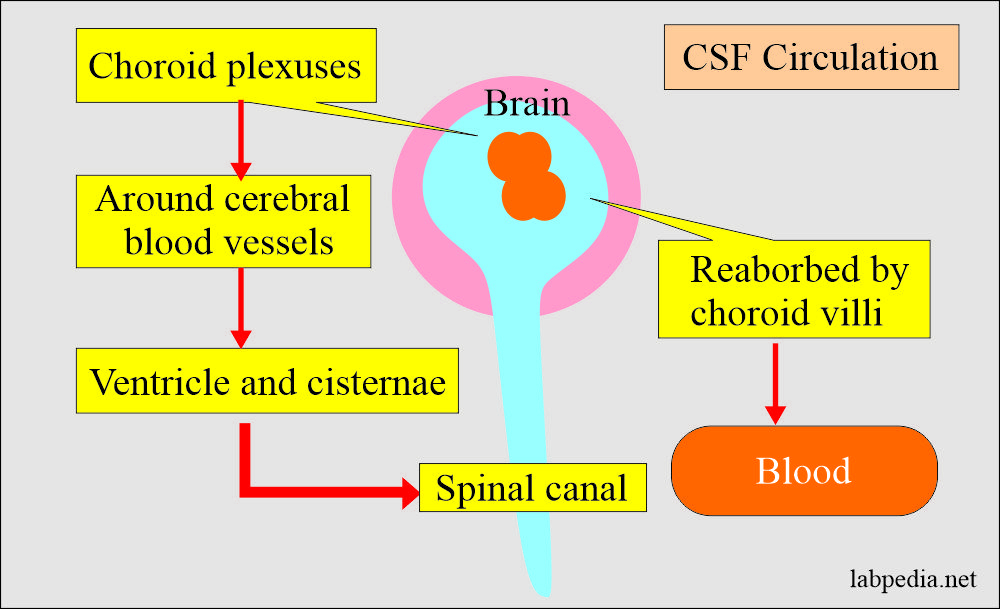 Circulation Of Cerebrospinal Fluid Csf Quiz Vrogue co