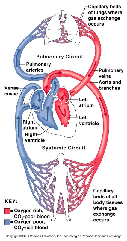Circulatory And Respiratory