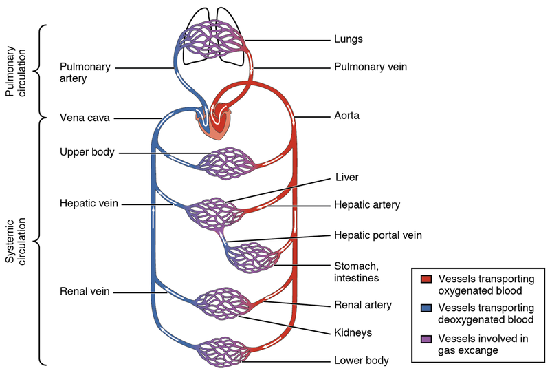 Circulatory System Blood Flow Chart