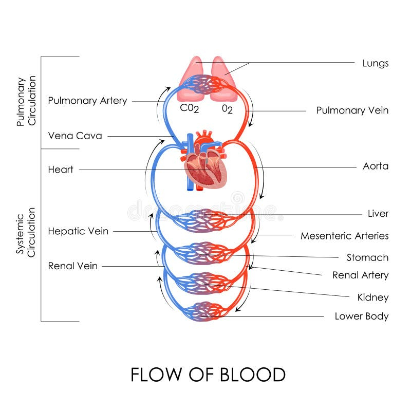 Circulatory System Flow Chart