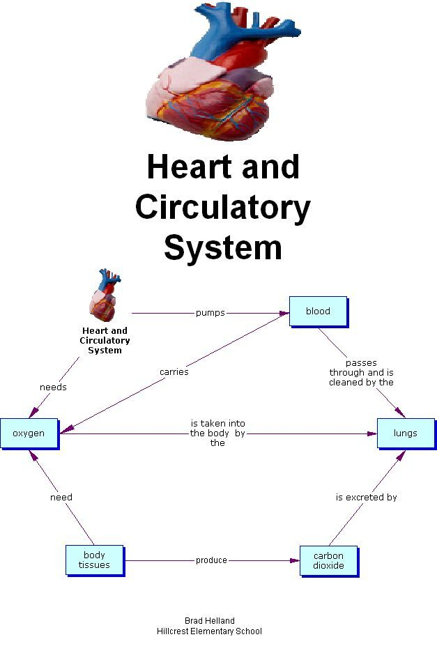 Circulatory System Flow Chart