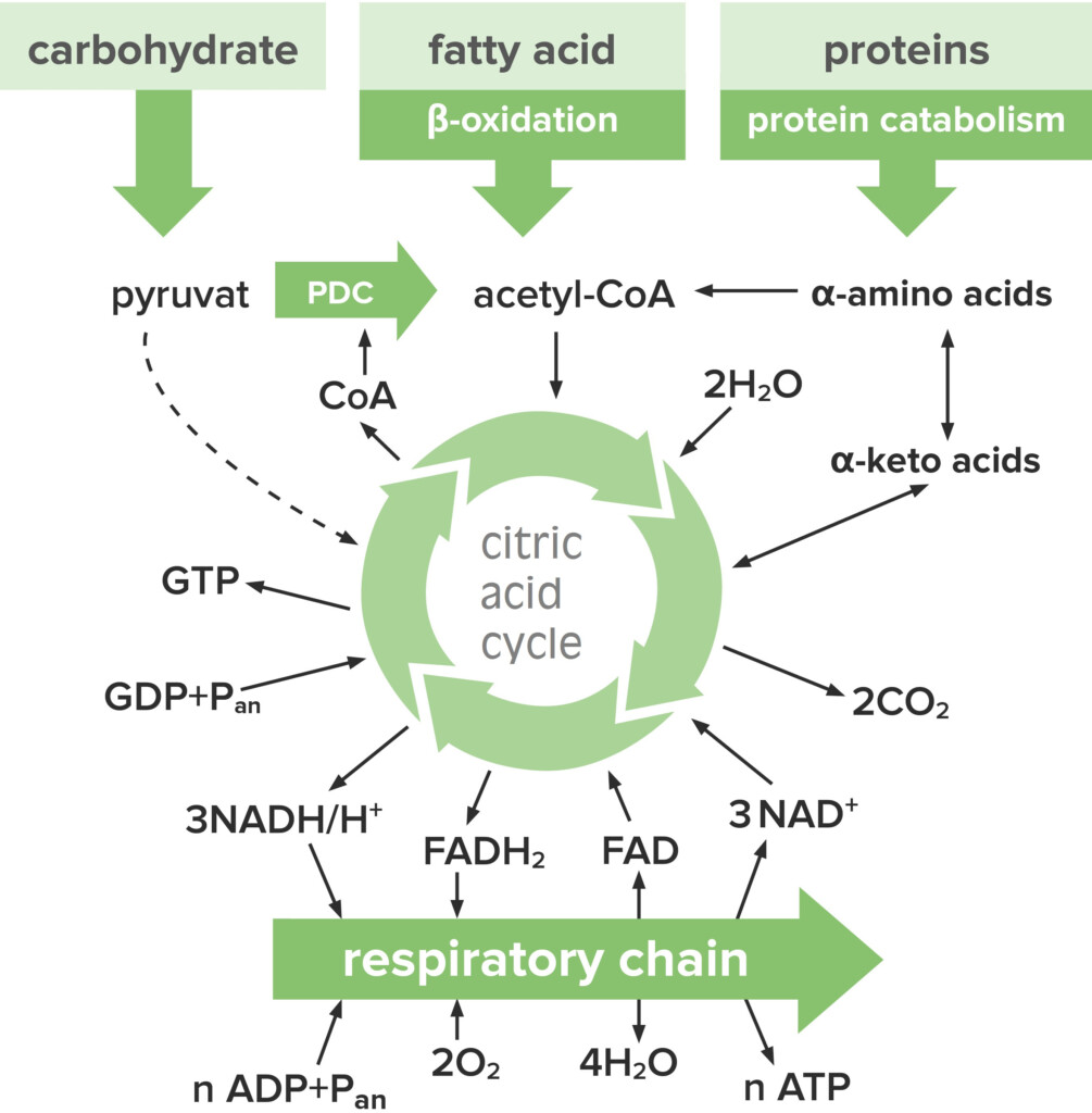Citric Acid Cycle CAC Tricarboxyl Acid Cycle Krebs Cycle 