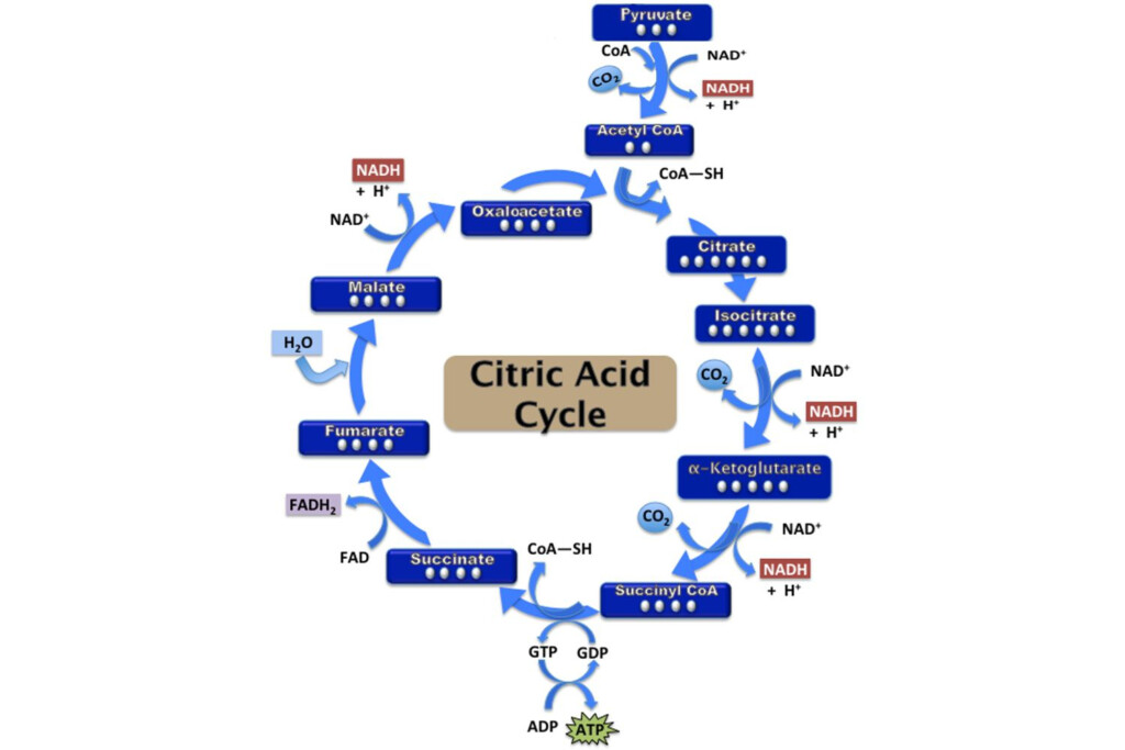 Citric Acid Cycle Steps ATP Production