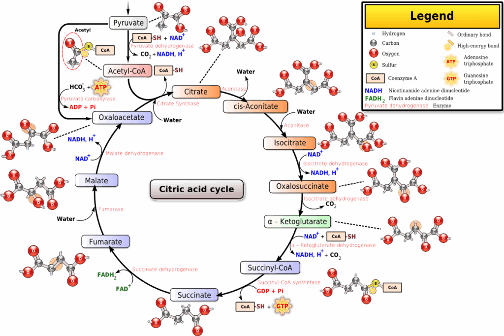 Citric Acid Cycle Wikidoc