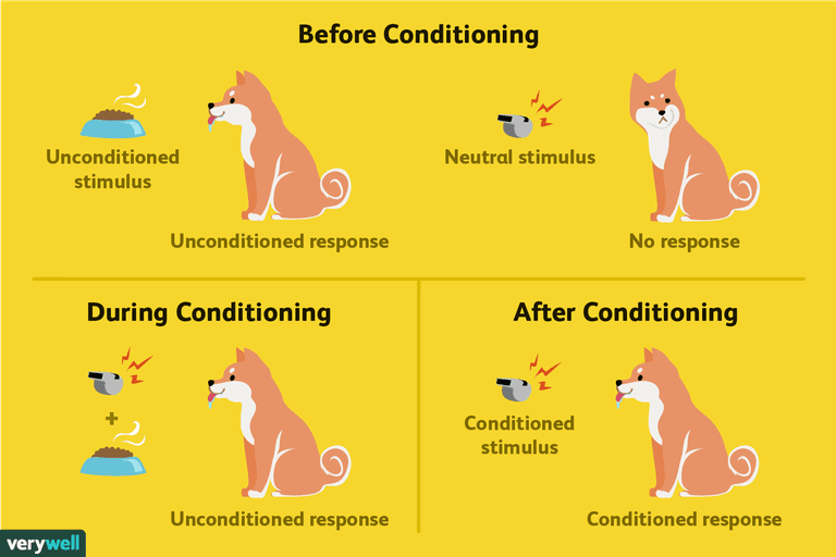 Classical Conditioning How It Works With Examples