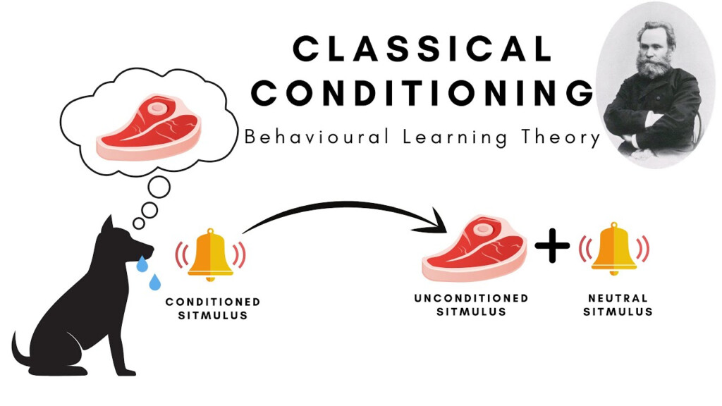 Classical Conditioning Pavlovian Conditioning And Second order Higher 