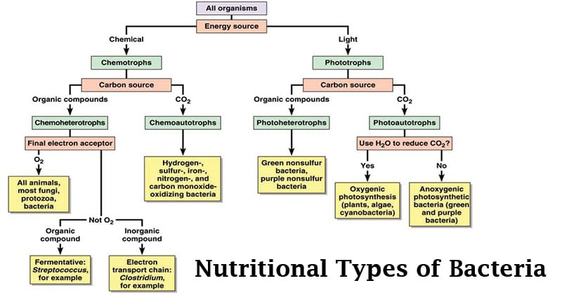 Classification Of Bacteria Flow Chart Ponasa