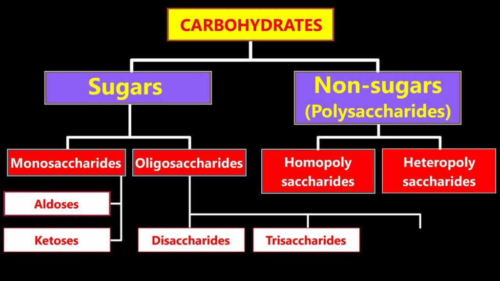 Classification Of Carbohydrates Chart Keski