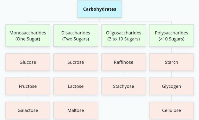 Classification Of Carbohydrates