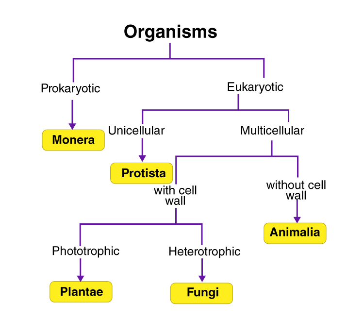 Classification Of Living Things Flow Chart Vrogue co