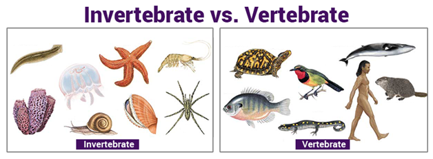 Classifying Vertebrates Anchor Chart Vertebrates And Invertebrates My 