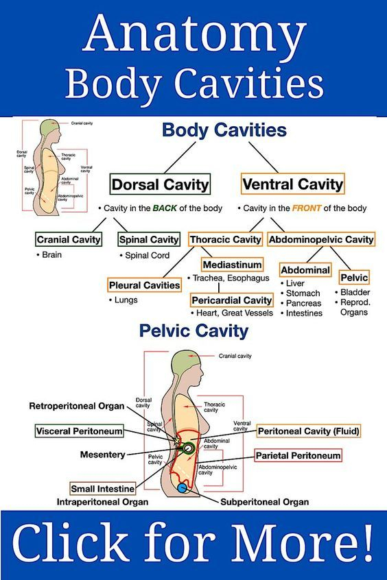 Click For Body Cavity Anatomy Notes Labeled Diagrams Drawings 