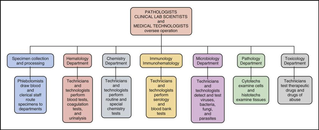 Clinical Laboratory Organizational Chart Philippines Vrogue co