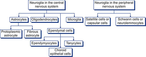 Cns And Pns Flow Chart Pools Home