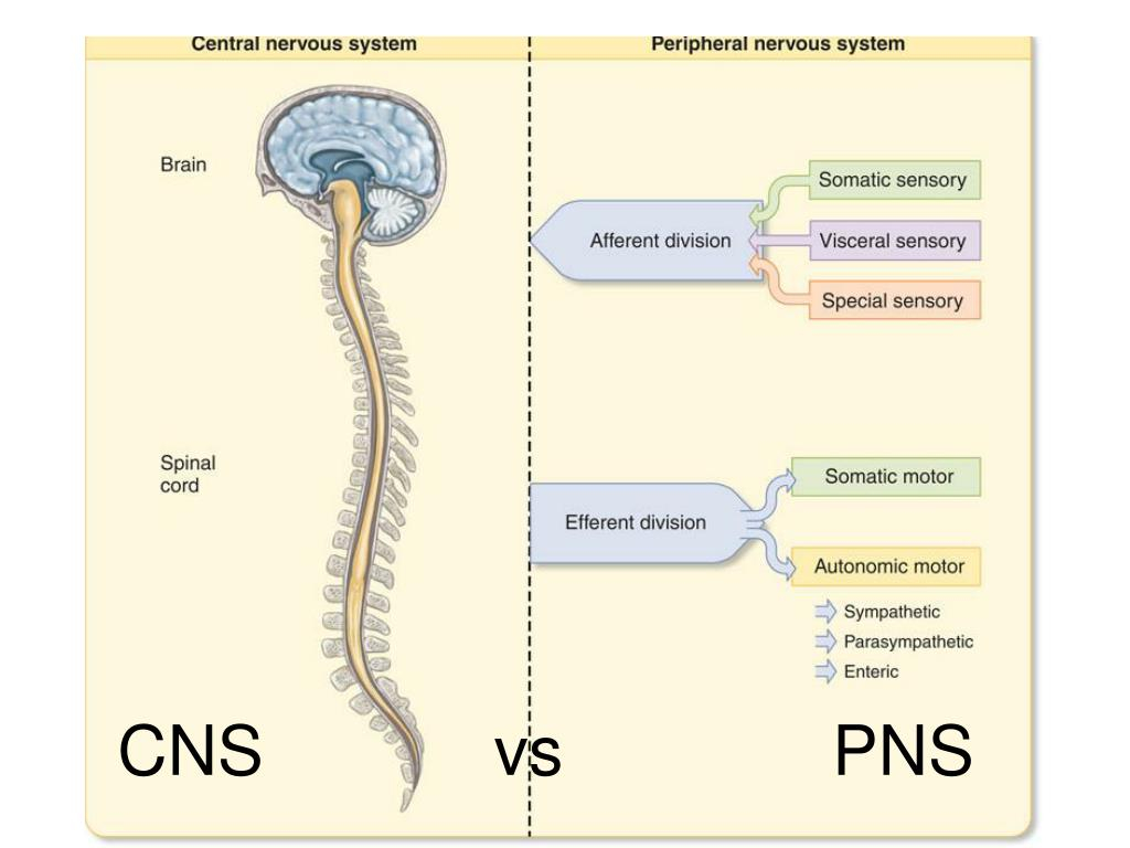 Cns Infections Siddiqui Vrogue co