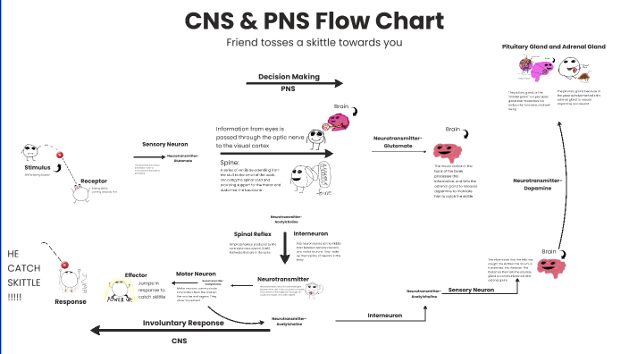 CNS PNS Flow Chart By Aiden Steel On Prezi