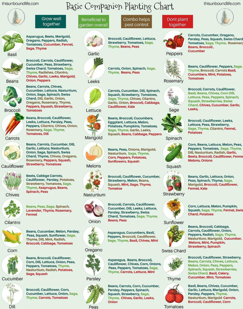 Companion Planting Chart Common Planting Companions